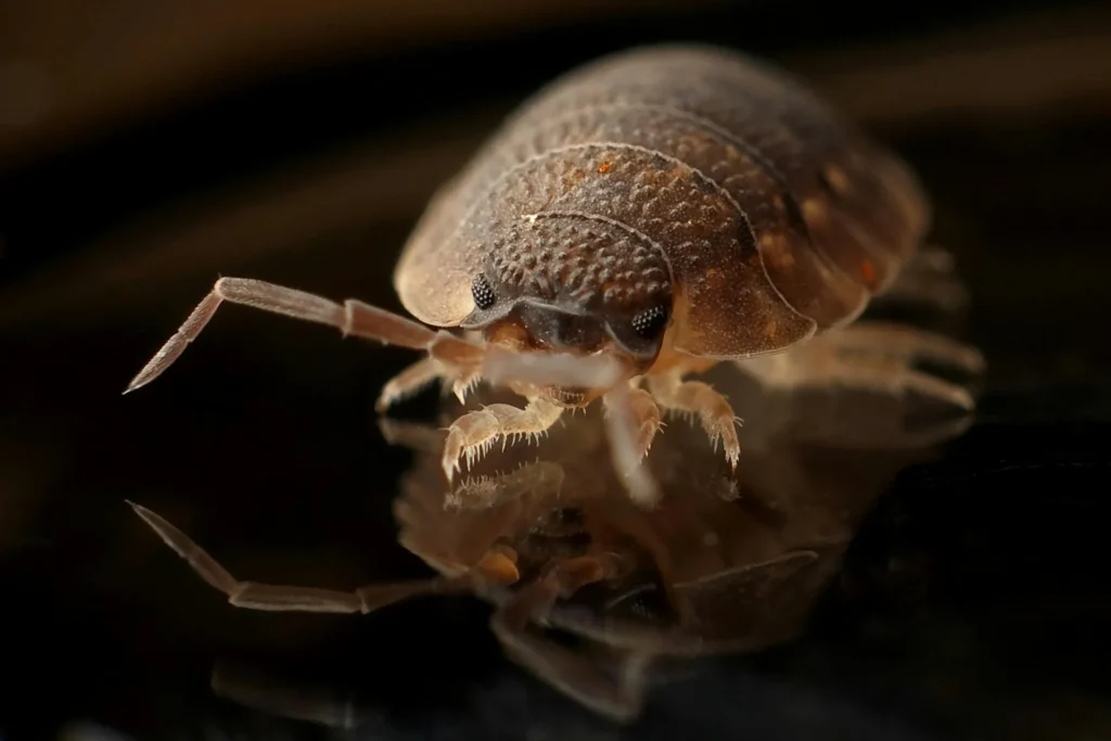 Bed-Bug-Treatment - Monroe Pest Control Pros | Monroe, NJ | 551-360-4330